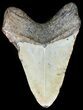 Bargain Megalodon Tooth - North Carolina #45621-2